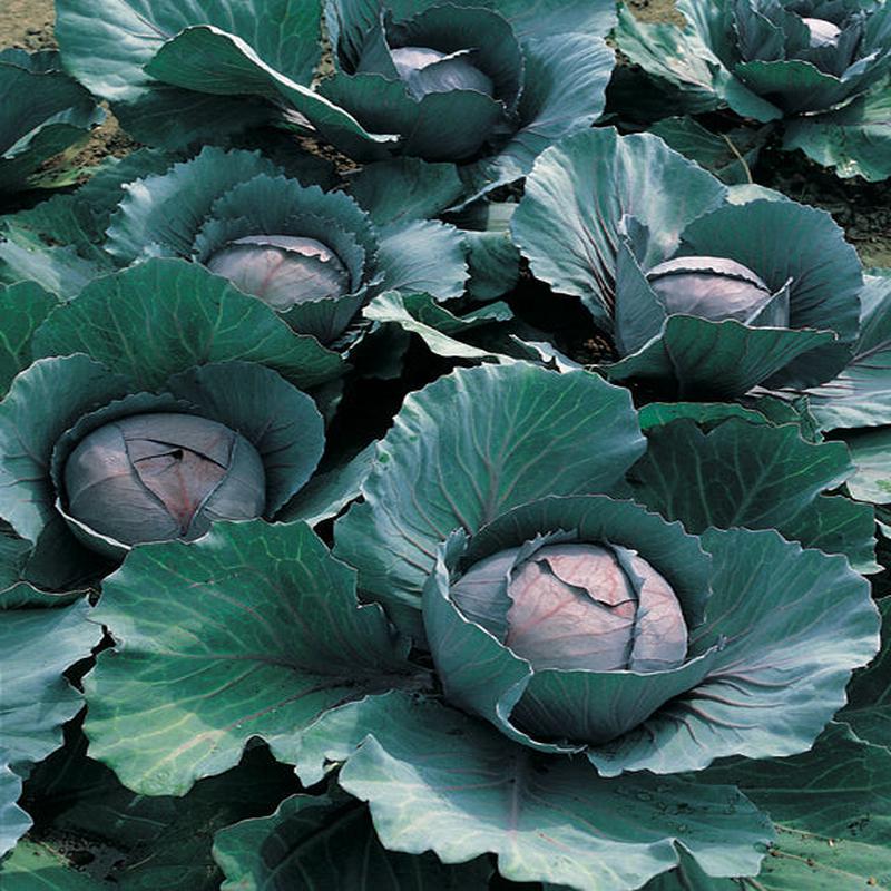 Cabbage Super Red Mini F1 Hybrid | seed | growsroot.com
